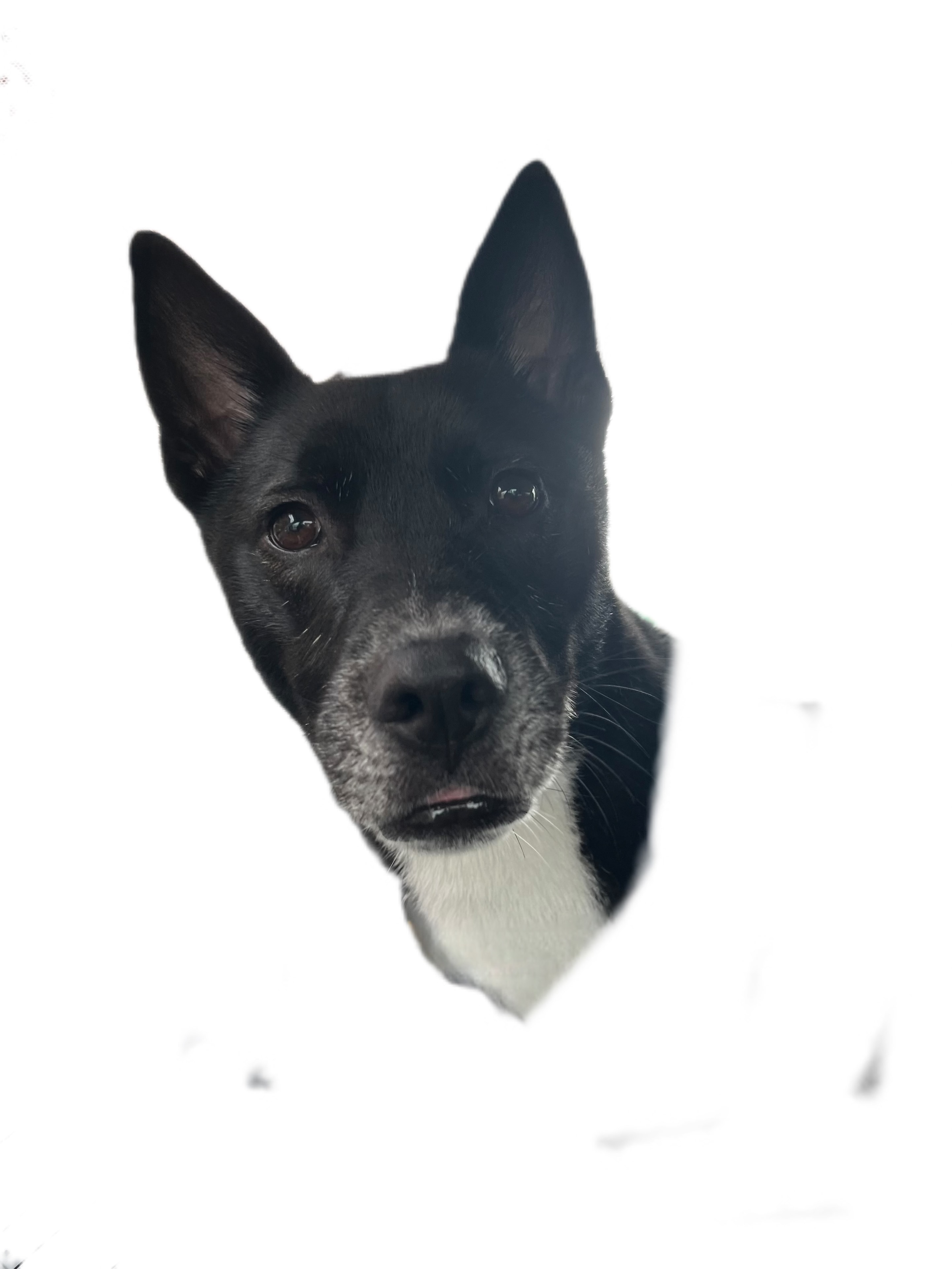 Pro Doody Agents dog mascot